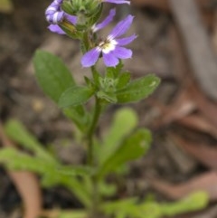 Scaevola aemula (Common Fan-flower) at Penrose, NSW - 17 Nov 2020 by Aussiegall
