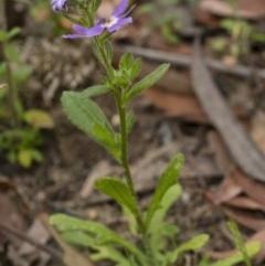 Scaevola aemula at Penrose, NSW - 17 Nov 2020 03:17 PM