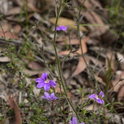 Scaevola ramosissima (Hairy Fan-flower) at Penrose, NSW - 17 Nov 2020 by Aussiegall