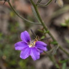 Scaevola ramosissima at Penrose - 17 Nov 2020