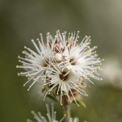 Kunzea ambigua (White Kunzea) at Penrose - 17 Nov 2020 by Aussiegall