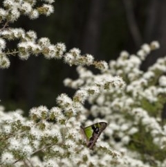 Kunzea ambigua at Penrose - 17 Nov 2020