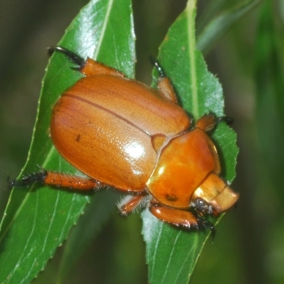 Anoplognathus montanus (Montane Christmas beetle) at Nimmo, NSW - 7 Dec 2020 by Harrisi