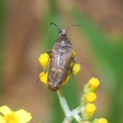 Trigonodera sp. (genus) (Wedge-shaped beetle) at QPRC LGA - 7 Dec 2020 by Harrisi