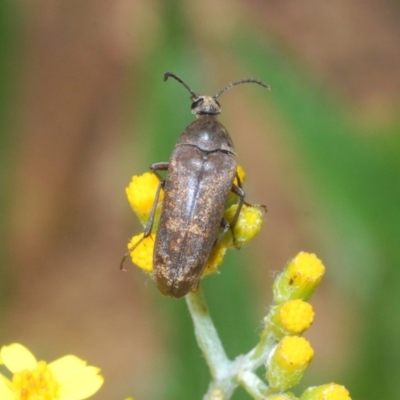 Trigonodera sp. (genus) (Wedge-shaped beetle) at QPRC LGA - 7 Dec 2020 by Harrisi