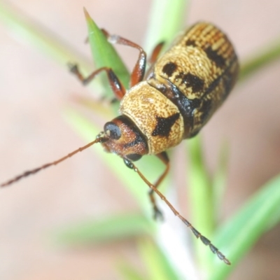 Aporocera (Aporocera) rufoterminalis (Leaf beetle) at Nimmo, NSW - 7 Dec 2020 by Harrisi