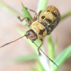 Aporocera (Aporocera) rufoterminalis (Leaf beetle) at Nimmo, NSW - 7 Dec 2020 by Harrisi
