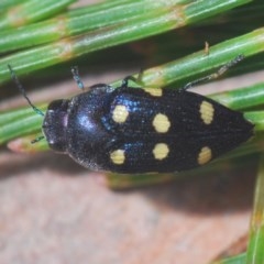 Astraeus (Astraeus) pygmaeus (A small Casuarina jewel beetle.) at Wyanbene, NSW - 7 Dec 2020 by Harrisi