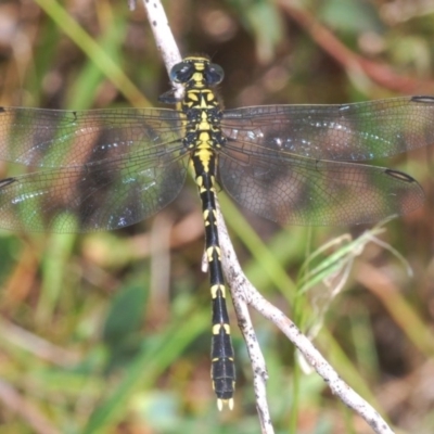 Hemigomphus gouldii (Southern Vicetail) at Bendoura, NSW - 6 Dec 2020 by Harrisi