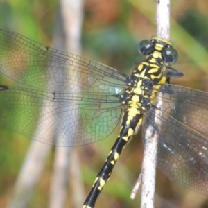 Hemigomphus gouldii at Bendoura, NSW - 6 Dec 2020