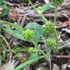 Hydrocotyle laxiflora (Stinking Pennywort) at Mount Majura - 7 Dec 2020 by JaneR