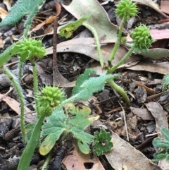 Hydrocotyle laxiflora at Downer, ACT - 7 Dec 2020