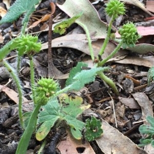 Hydrocotyle laxiflora at Downer, ACT - 7 Dec 2020