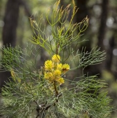 Petrophile pedunculata (Conesticks) at Penrose - 2 Dec 2020 by Aussiegall