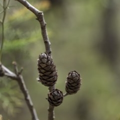 Petrophile pedunculata at Penrose, NSW - suppressed