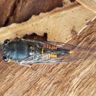Yoyetta robertsonae (Clicking Ambertail) at Mitchell, ACT - 8 Dec 2020 by trevorpreston