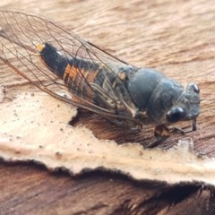 Yoyetta robertsonae at Mitchell, ACT - 8 Dec 2020 10:23 AM