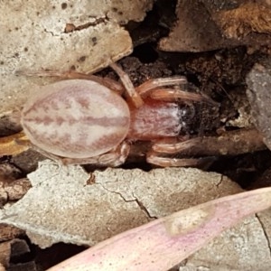 Clubiona sp. (genus) at Mitchell, ACT - 8 Dec 2020