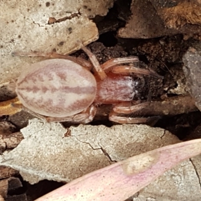 Clubiona sp. (genus) (Unidentified Stout Sac Spider) at Crace Grasslands - 7 Dec 2020 by tpreston