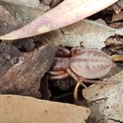 Clubiona sp. (genus) at Mitchell, ACT - 8 Dec 2020