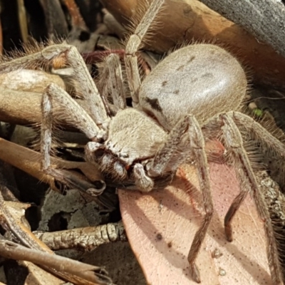 Isopeda (genus) (Huntsman Spider) at Mitchell, ACT - 8 Dec 2020 by tpreston