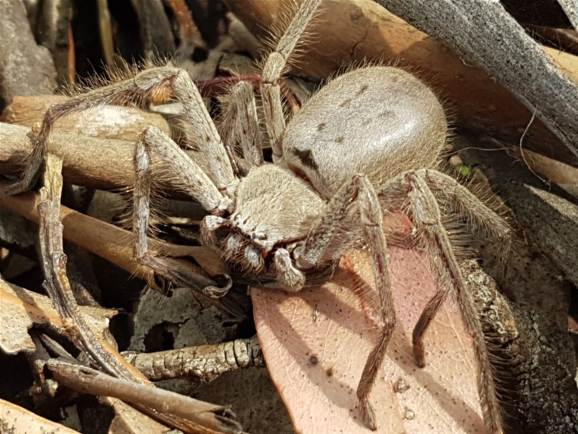 Isopeda (genus) at Mitchell, ACT - 8 Dec 2020 10:29 AM
