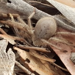 Isopeda (genus) at Mitchell, ACT - 8 Dec 2020 10:29 AM