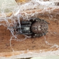 Badumna sp. (genus) (Lattice-web spider) at Crace Grasslands - 7 Dec 2020 by tpreston