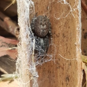 Badumna sp. (genus) at Mitchell, ACT - 8 Dec 2020