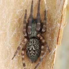 Badumna sp. (genus) (Lattice-web spider) at Crace Grasslands - 7 Dec 2020 by tpreston