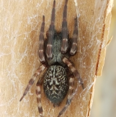 Badumna (genus) (Lattice-web spider) at Mitchell, ACT - 8 Dec 2020 by trevorpreston