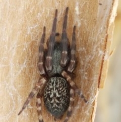 Badumna sp. (genus) at Mitchell, ACT - 8 Dec 2020