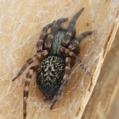 Badumna sp. (genus) at Mitchell, ACT - 8 Dec 2020