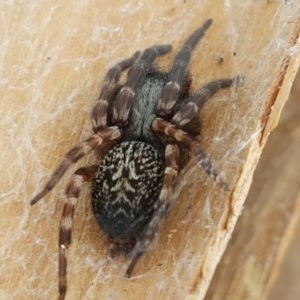 Badumna sp. (genus) at Mitchell, ACT - 8 Dec 2020