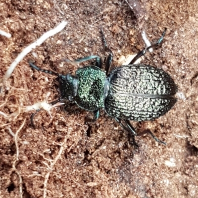 Adelium porcatum (Darkling Beetle) at Mitchell, ACT - 8 Dec 2020 by trevorpreston