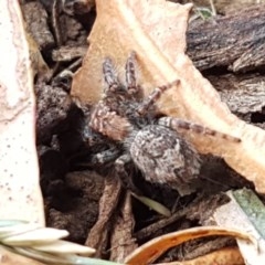 Servaea sp. (genus) (Unidentified Servaea jumping spider) at Crace Grasslands - 7 Dec 2020 by tpreston