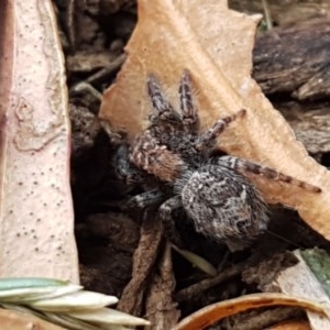 Servaea sp. (genus) at Mitchell, ACT - 8 Dec 2020