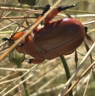 Anoplognathus montanus (Montane Christmas beetle) at Crace Grasslands - 8 Dec 2020 by MattFox