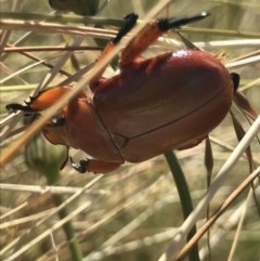 Anoplognathus montanus (Montane Christmas beetle) at Crace Grasslands - 8 Dec 2020 by MattFox