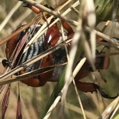 Anoplognathus montanus at Mitchell, ACT - 8 Dec 2020