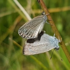 Zizina otis (Common Grass-Blue) at Mitchell, ACT - 8 Dec 2020 by trevorpreston