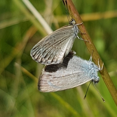 Zizina otis (Common Grass-Blue) at Mitchell, ACT - 7 Dec 2020 by tpreston