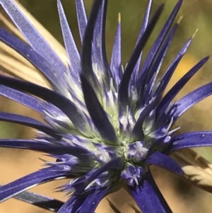 Eryngium ovinum at Mitchell, ACT - 8 Dec 2020 11:04 AM