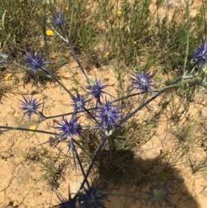 Eryngium ovinum at Mitchell, ACT - 8 Dec 2020