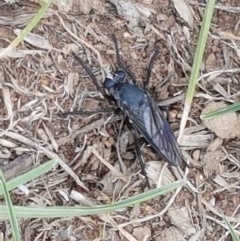 Apothechyla sp. (genus) (Robber fly) at Mitchell, ACT - 8 Dec 2020 by trevorpreston