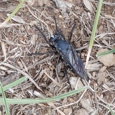 Apothechyla sp. (genus) (Robber fly) at Mitchell, ACT - 8 Dec 2020 by trevorpreston
