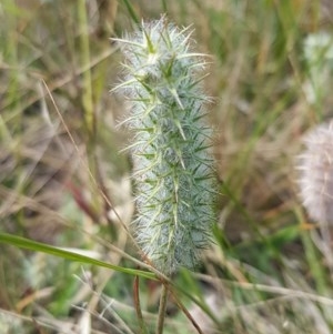 Trifolium angustifolium at Mitchell, ACT - 8 Dec 2020