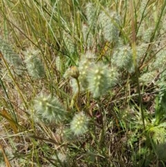 Trifolium angustifolium at Mitchell, ACT - 8 Dec 2020