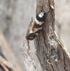 Isomoralla eriscota (A concealer moth) at Crace Grasslands - 7 Dec 2020 by MattFox