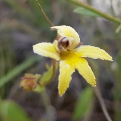Goodenia paradoxa (Spur Goodenia) at Mitchell, ACT - 8 Dec 2020 by tpreston